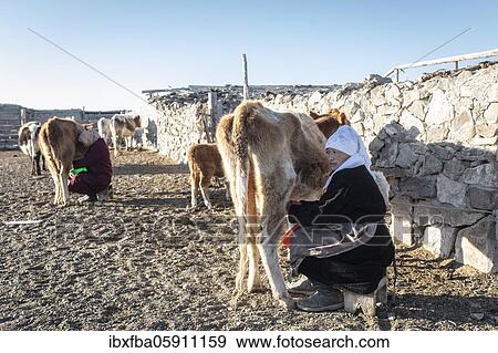 Nomads in the Altai Mountains, milking cows, Olgii Province, Mongolia, Asia View Large Photo Image Stock Photo - Nomads in the Altai Mountains, milking cows, Olgii Province, Mongolia, Asia. Fotosearch