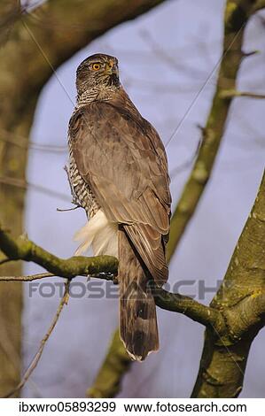 Stock Photo - Northern goshawk ( Accipiter gentilis) sitting in a tree, Oldenburger Münsterland, Lower Saxony, Germany, Europe. Fotosearch