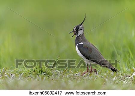 Stock Photo - Northern lapwing (Vanellus vanellus) standing in meadow, Emsland, Lower Saxony, Germany, Europe. Fotosearch