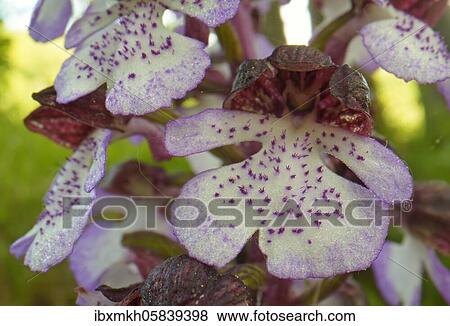 Stock Photo - Northern marsh-orchid (Orchis purpurea), Hesse, Germany, Europe. Fotosearch