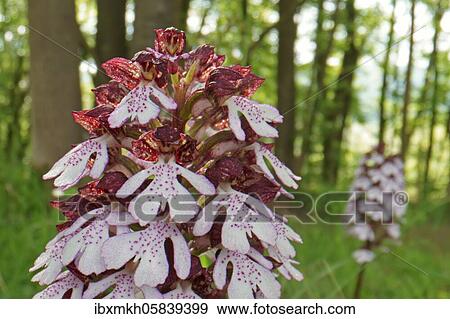 Northern marsh-orchid (Orchis purpurea), Hesse, Germany, Europe View Large Photo Image Stock Photo - Northern marsh-orchid (Orchis purpurea), Hesse, Germany, Europe. Fotosearch