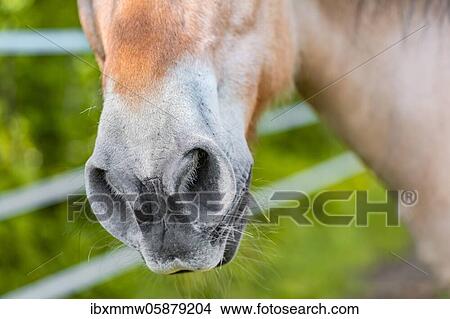 Nostrils of a light brown horse, Upper Bavaria, Bavaria, Germany, Europe View Large Photo Image Picture - Nostrils of a light brown horse, Upper Bavaria, Bavaria, Germany, Europe. Fotosearch