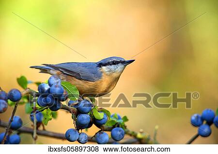 Nuthatch (Sitta europäa) sits on a branch (Prunus spinosa), Solms, Hesse View Large Photo Image Stock Photo - Nuthatch (Sitta europäa) sits on a branch (Prunus spinosa), Solms, Hesse. Fotosearch