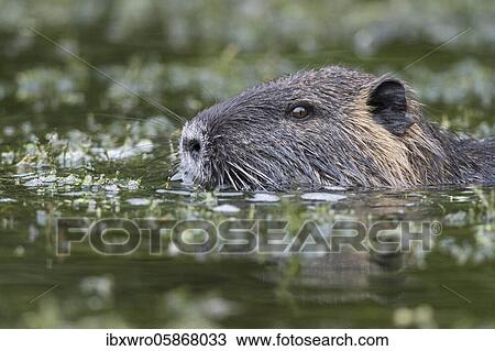 Stock Image - Nutria ( Myocastor coypus) in a body of water, portrait, Lower Saxony, Germany, Europe. Fotosearch