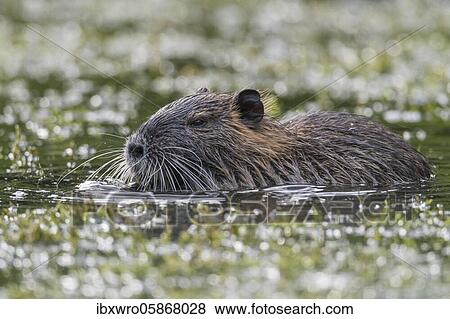 Nutria ( Myocastor coypus) in a water body, Lower Saxony, Germany, Europe View Large Photo Image Stock Photo - Nutria ( Myocastor coypus) in a water body, Lower Saxony, Germany, Europe. Fotosearch