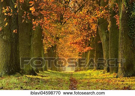 Oak alley in autumn, Magdeburger Börde, Saxony-Anhalt, Germany, Europe View Large Photo Image Stock Image - Oak alley in autumn, Magdeburger Börde, Saxony-Anhalt, Germany, Europe. Fotosearch