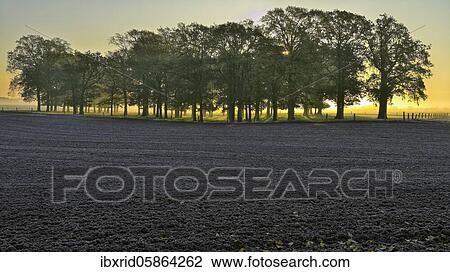 Stock Image - Oak grove ( Quercus robur) behind a field with ground frost and morning haze with sun, Lower Rhine, North Rhine-Westphalia, Germany, Europe. Fotosearch