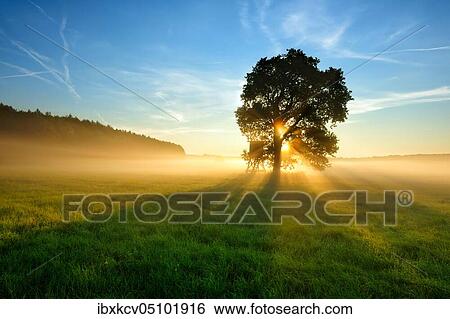 Oak in morning mist in a meadow with dew, sunrise, sunrays breaking through the leaves, Altmark, Germany ( Sachsen-Anhalt) View Large Photo Image Stock Photograph - Oak in morning mist in a meadow with dew, sunrise, sunrays breaking through the leaves, Altmark, Germany ( Sachsen-Anhalt). Fotosearch