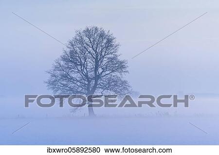 Stock Image - Oak ( Quercus) in foggy, winterly landscape, tree, bare, Vechta, Lower Saxony, Germany, Europe. Fotosearch