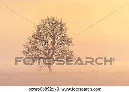Oak ( Quercus) in foggy, winterly landscape, tree, bare, Vechta, Lower Saxony, Germany, Europe View Large Photo Image Stock Photo - Oak ( Quercus) in foggy, winterly landscape, tree, bare, Vechta, Lower Saxony, Germany, Europe. Fotosearch