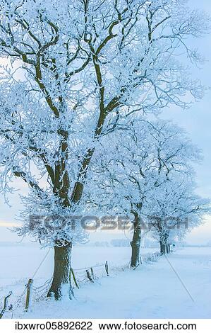 Oak ( Quercus) in hoarfrost at the edge of the field in winter, tree, Vechta, Lower Saxony, Germany, Europe View Large Photo Image Stock Image - Oak ( Quercus) in hoarfrost at the edge of the field in winter, tree, Vechta, Lower Saxony, Germany, Europe. Fotosearch