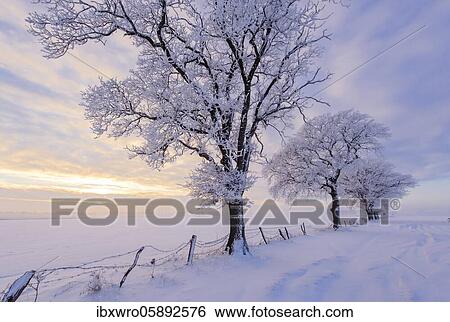 Oak ( Quercus) in hoarfrost at the edge of the field in winter, tree, Vechta, Lower Saxony, Germany, Europe View Large Photo Image Stock Photograph - Oak ( Quercus) in hoarfrost at the edge of the field in winter, tree, Vechta, Lower Saxony, Germany, Europe. Fotosearch