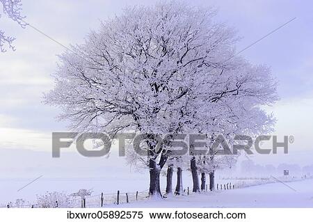 Oak ( Quercus) in hoarfrost at the edge of the field in winter, tree, Vechta, Lower Saxony, Germany, Europe View Large Photo Image Stock Photography - Oak ( Quercus) in hoarfrost at the edge of the field in winter, tree, Vechta, Lower Saxony, Germany, Europe. Fotosearch