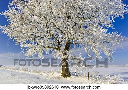 Oak ( Quercus) in hoarfrost, winter, tree, Vechta, Lower Saxony, Germany, Europe View Large Photo Image Stock Image - Oak ( Quercus) in hoarfrost, winter, tree, Vechta, Lower Saxony, Germany, Europe. Fotosearch