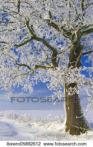 Oak ( Quercus) in hoarfrost, winter, tree, Vechta, Lower Saxony, Germany, Europe View Large Photo Image Stock Image - Oak ( Quercus) in hoarfrost, winter, tree, Vechta, Lower Saxony, Germany, Europe. Fotosearch
