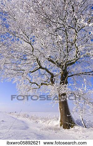 Stock Image - Oak ( Quercus) in hoarfrost, winter, tree, Vechta, Lower Saxony, Germany, Europe. Fotosearch