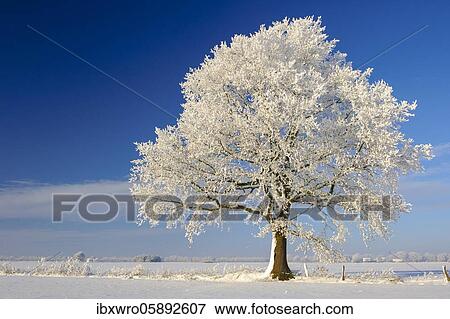 Oak ( Quercus) in hoarfrost, winter, tree, Vechta, Lower Saxony, Germany, Europe View Large Photo Image Stock Photo - Oak ( Quercus) in hoarfrost, winter, tree, Vechta, Lower Saxony, Germany, Europe. Fotosearch