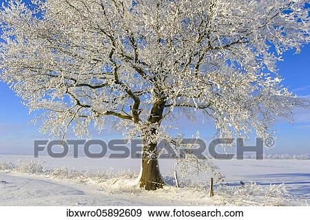Oak ( Quercus) in hoarfrost, winter, tree, Vechta, Lower Saxony, Germany, Europe View Large Photo Image Stock Photo - Oak ( Quercus) in hoarfrost, winter, tree, Vechta, Lower Saxony, Germany, Europe. Fotosearch