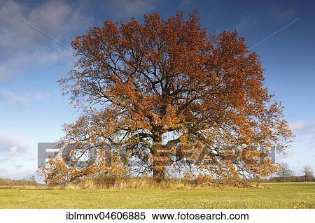 Oak (Quercus), solitary tree in autumn on floodplain meadow, Biosphere Reserve Middle Elbe, Saxony-Anhalt, Germany, Europe View Large Photo Image Stock Photography - Oak (Quercus), solitary tree in autumn on floodplain meadow, Biosphere Reserve Middle Elbe, Saxony-Anhalt, Germany, Europe. Fotosearch