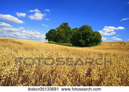 Stock Image - Oat field with field wood under blue sky with cumulus clouds, Uckermark, Brandenburg, Germany, Europe. Fotosearch