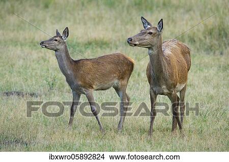 Old animal and calf of red deer ( Cervus elaphus) Klamptenborg, Copenhagen, Denmark, Europe View Large Photo Image Picture - Old animal and calf of red deer ( Cervus elaphus) Klamptenborg, Copenhagen, Denmark, Europe. Fotosearch