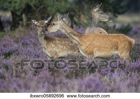 Stock Photograph - Old animal and calf of red deer ( Cervus elaphus) in blooming heath, securing, National Park De Hoge Veluwe, Netherlands. Fotosearch