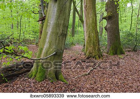 Old beech ( Fagus sylvatica) and oak in fresh green, Herrenholz, Lutten, Lower Saxony, Germany, Europe View Large Photo Image Stock Photo - Old beech ( Fagus sylvatica) and oak in fresh green, Herrenholz, Lutten, Lower Saxony, Germany, Europe. Fotosearch