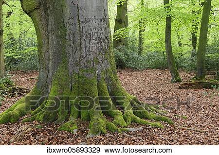 Old beech ( Fagus sylvatica) in spring, trunk, roots, Herrenholz, ducts, Lower Saxony, Germany, Europe View Large Photo Image Stock Photo - Old beech ( Fagus sylvatica) in spring, trunk, roots, Herrenholz, ducts, Lower Saxony, Germany, Europe. Fotosearch