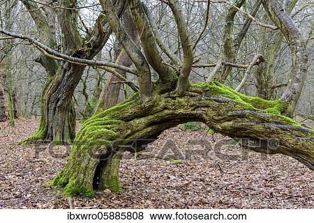 Old beech ( Fagus sylvatica) in the primeval forest Baumweg, beech forest, Lower Saxony State Forests, Oldenburg Münsterland, Emstek, Lower Saxony, Germany, Europe View Large Photo Image Stock Photo - Old beech ( Fagus sylvatica) in the primeval forest Baumweg, beech forest, Lower Saxony State Forests, Oldenburg Münsterland, Emstek, Lower Saxony, Germany, Europe. Fotosearch