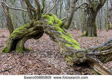 Old beech ( Fagus sylvatica) in the primeval forest Baumweg, deadwood, beech forest, Lower Saxony State Forests, Oldenburger Münsterland, Emstek, Lower Saxony, Germany, Europe View Large Photo Image Stock Photo - Old beech ( Fagus sylvatica) in the primeval forest Baumweg, deadwood, beech forest, Lower Saxony State Forests, Oldenburger Münsterland, Emstek, Lower Saxony, Germany, Europe. Fotosearch