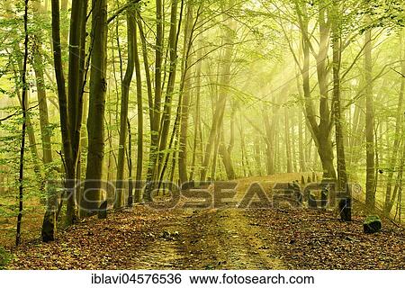 Stock Photograph - Old Goldenbaumer Landstrasse, stagecoach route from the 18th century, morning atmosphere, early mist with sunbeams, Müritz National Park, Mecklenburg-Western Pomerania, Germany, Europe. Fotosearch
