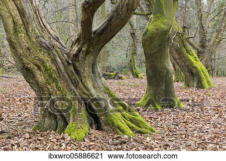 Old mossy tree trunks, beeches ( Fagus sylvatica) in the primeval forest Baumweg, beech forest, Lower Saxony State Forests, Oldenburger Münsterland, Emstek, Lower Saxony, Germany, Europe View Large Photo Image Stock Image - Old mossy tree trunks, beeches ( Fagus sylvatica) in the primeval forest Baumweg, beech forest, Lower Saxony State Forests, Oldenburger Münsterland, Emstek, Lower Saxony, Germany, Europe. Fotosearch