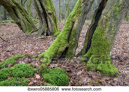 Old mossy tree trunks, beeches ( Fagus sylvatica) in the primeval forest Baumweg, beech forest, Lower Saxony State Forests, Oldenburger Münsterland, Emstek, Lower Saxony, Germany, Europe View Large Photo Image Stock Photograph - Old mossy tree trunks, beeches ( Fagus sylvatica) in the primeval forest Baumweg, beech forest, Lower Saxony State Forests, Oldenburger Münsterland, Emstek, Lower Saxony, Germany, Europe. Fotosearch
