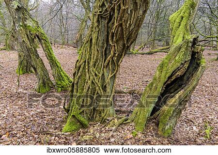 Stock Photography - Old mossy tree trunks, deadwood, beech ( Fagus sylvatica) in the primeval forest Baumweg, beech forest, Lower Saxony State Forests, Oldenburger Münsterland, Emstek, Lower Saxony, Germany, Europe. Fotosearch