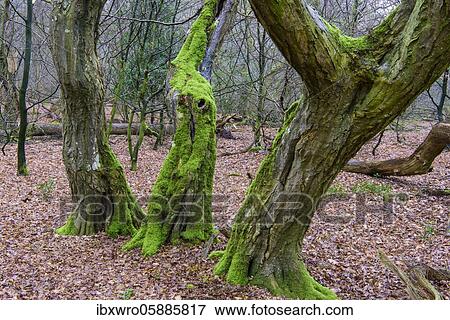 Old mossy tree trunks, jungle Baumweg, Lower Saxony State Forests, Oldenburger Münsterland, Emstek, Lower Saxony, Germany, Europe View Large Photo Image Stock Photo - Old mossy tree trunks, jungle Baumweg, Lower Saxony State Forests, Oldenburger Münsterland, Emstek, Lower Saxony, Germany, Europe. Fotosearch