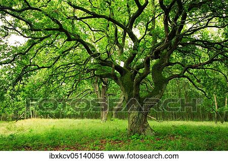 Old Oak Müritz National Park, Mecklenburg-Vorpommern, Germany, Europe View Large Photo Image Stock Photograph - Old Oak Müritz National Park, Mecklenburg-Vorpommern, Germany, Europe. Fotosearch