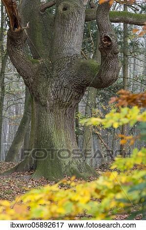 Old Oak ( Quercus) in Visbek, Baum, Oldenburger Münsterland, Visbek, Lower Saxony, Germany, Europe View Large Photo Image Stock Photo - Old Oak ( Quercus) in Visbek, Baum, Oldenburger Münsterland, Visbek, Lower Saxony, Germany, Europe. Fotosearch