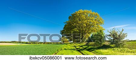 Old oak trees line a field path through green fields in spring, Reinhardswald, North Hesse Hesse, Germany, Europe View Large Photo Image Stock Image - Old oak trees line a field path through green fields in spring, Reinhardswald, North Hesse Hesse, Germany, Europe. Fotosearch