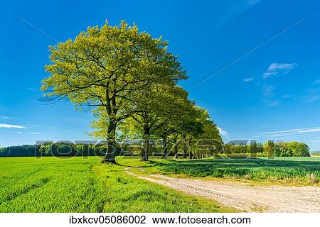 Old oak trees line a field path through green fields in spring, Reinhardswald, North Hesse Hesse, Germany, Europe View Large Photo Image Stock Image - Old oak trees line a field path through green fields in spring, Reinhardswald, North Hesse Hesse, Germany, Europe. Fotosearch