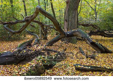 Old Oaks ( Quercus) in the jungle Hasbruch in autumn, Oldenburger Land, Hude, Lower Saxony, Germany, Europe View Large Photo Image Stock Photo - Old Oaks ( Quercus) in the jungle Hasbruch in autumn, Oldenburger Land, Hude, Lower Saxony, Germany, Europe. Fotosearch
