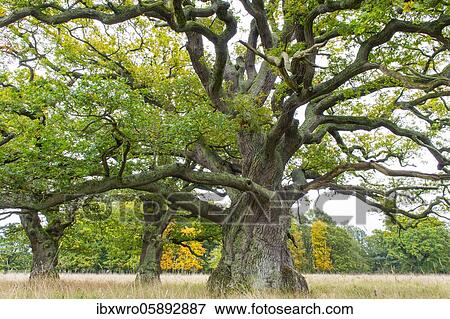 Old Oaks ( Quercus) with mighty trunk in autumn, tree, Klamptenborg, Copenhagen, Denmark, Europe View Large Photo Image Stock Photo - Old Oaks ( Quercus) with mighty trunk in autumn, tree, Klamptenborg, Copenhagen, Denmark, Europe. Fotosearch