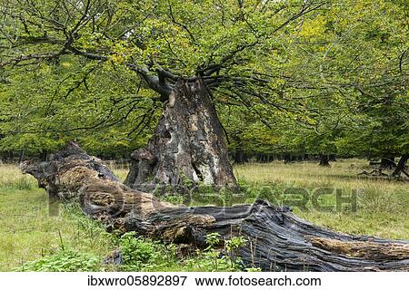 Stock Photo - Old Oaks ( Quercus) with mighty trunk in autumn, tree, Klamptenborg, Copenhagen, Denmark, Europe. Fotosearch