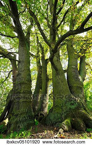 Old seven trunk oak, natural monument Seven Brothers Oak, Seven Brothers Oak, Friesack, Havelland, Brandenburg, Germany, Europe View Large Photo Image Stock Image - Old seven trunk oak, natural monument Seven Brothers Oak, Seven Brothers Oak, Friesack, Havelland, Brandenburg, Germany, Europe. Fotosearch
