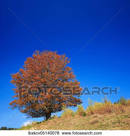 Old solitary beech in a meadow in highBlack Forest ( Black Forest), near Schönau im, Germany ( Baden-Württemberg) View Large Photo Image Stock Photo - Old solitary beech in a meadow in highBlack Forest ( Black Forest), near Schönau im, Germany ( Baden-Württemberg). Fotosearch
