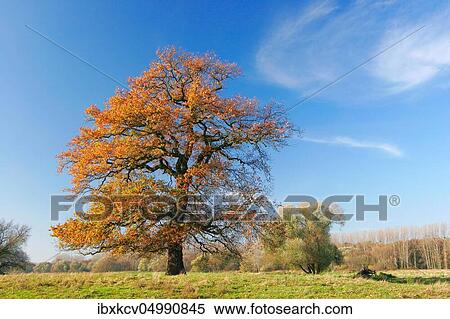 Old solitary oak in a meadow in the Elbe floodplain in autumn, Biosphere Reserve Mittelelbe, Aken, Germany ( Sachsen-Anhalt) View Large Photo Image Stock Photography - Old solitary oak in a meadow in the Elbe floodplain in autumn, Biosphere Reserve Mittelelbe, Aken, Germany ( Sachsen-Anhalt). Fotosearch