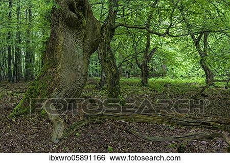 Old tree in the primeval forest Baumweg, forest, hut forest, tree, Lower Saxony state forest, Oldenburger Münsterland, Emstek, Lower Saxony, Germany, Europe View Large Photo Image Stock Photograph - Old tree in the primeval forest Baumweg, forest, hut forest, tree, Lower Saxony state forest, Oldenburger Münsterland, Emstek, Lower Saxony, Germany, Europe. Fotosearch