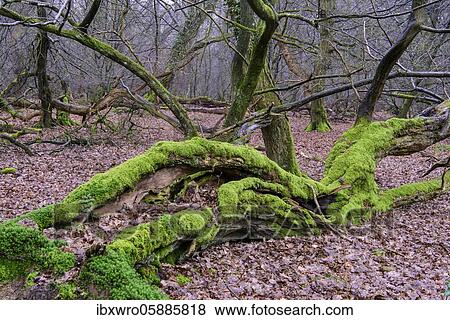 Old trees in the jungle Baumweg, mossy deadwood on the forest floor, Lower Saxony State Forests, Oldenburger Münsterland, Emstek, Lower Saxony, Germany, Europe View Large Photo Image Stock Photo - Old trees in the jungle Baumweg, mossy deadwood on the forest floor, Lower Saxony State Forests, Oldenburger Münsterland, Emstek, Lower Saxony, Germany, Europe. Fotosearch