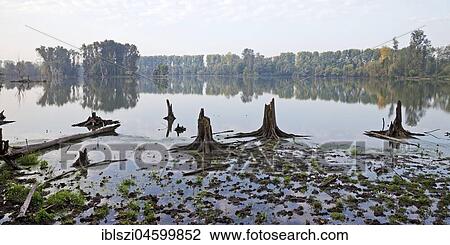Old water with dead trees, floodplain landscape, Lower Rhine, Bislicher Insel nature reserve, North Rhine-Westphalia, Germany, Europe View Large Photo Image Stock Image - Old water with dead trees, floodplain landscape, Lower Rhine, Bislicher Insel nature reserve, North Rhine-Westphalia, Germany, Europe. Fotosearch