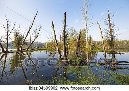 Old water with dead trees, floodplain landscape, Lower Rhine, Bislicher Insel nature reserve, North Rhine-Westphalia, Germany, Europe View Large Photo Image Stock Image - Old water with dead trees, floodplain landscape, Lower Rhine, Bislicher Insel nature reserve, North Rhine-Westphalia, Germany, Europe. Fotosearch