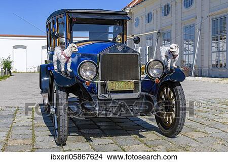 Oldtimer Dort Touring, built 1922, blue, with Maltese dogs, Austria, Europe View Large Photo Image Picture - Oldtimer Dort Touring, built 1922, blue, with Maltese dogs, Austria, Europe. Fotosearch